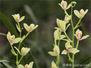 蘭花植物形態(tài)特征