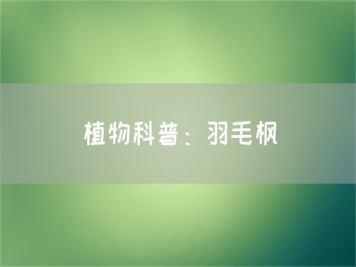 植物科普：羽毛楓