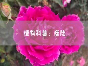 植物科普：商陸