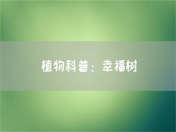 植物科普：幸福樹