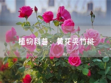 植物科普：黃花夾竹桃