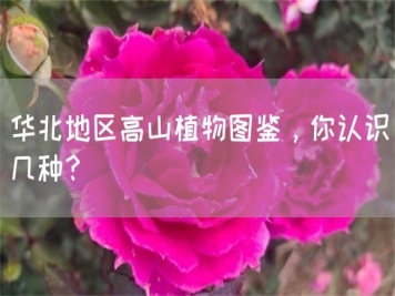 華北地區(qū)高山植物圖鑒，你認(rèn)識幾種？