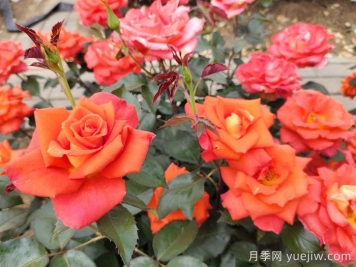 月季必看，月季養(yǎng)護(hù)夏季有技巧