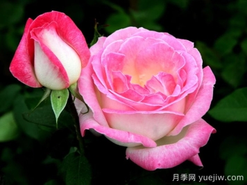 情歌月季
