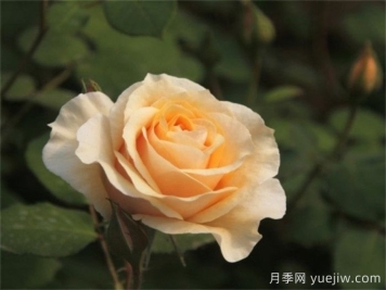 晨曦月季(俞紅強(qiáng))