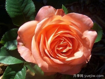 木瓜月季