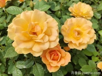 黃月季哪個品種最好養(yǎng)勤花？