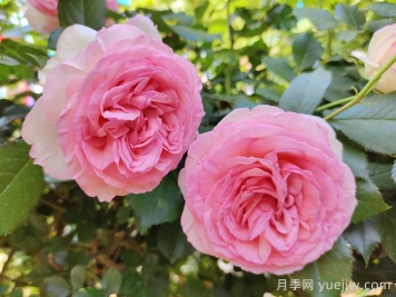 月季枯萎了還能活過來嗎？月季花垂頭了怎么補救？