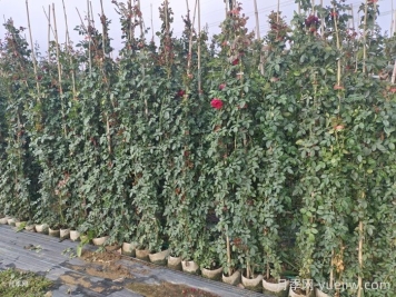 爬藤月季最佳保留到多高？