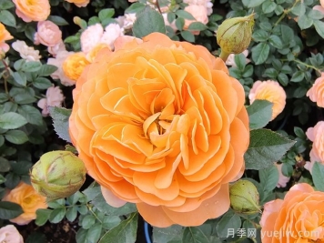 第一波春花不標準？這些因素或是罪魁禍首