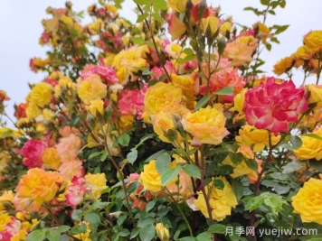 藤彩虹月季一年開幾次花？復(fù)花快嗎？