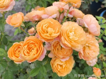 月季多久開一次花？推薦8個長期賞花的品種