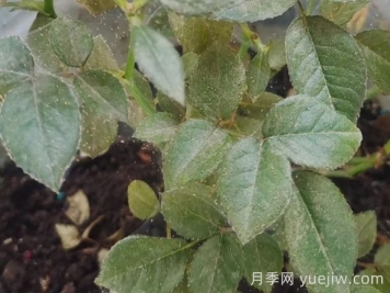 月季又有紅蜘蛛了，該怎么處理？