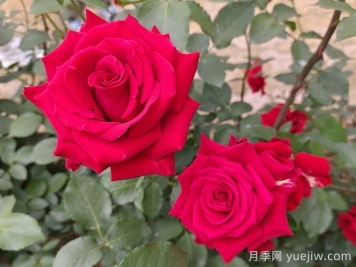 薔薇、月季、玫瑰怎么區(qū)分？
