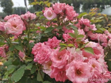 藤櫻霞月季的優(yōu)缺點是什么？