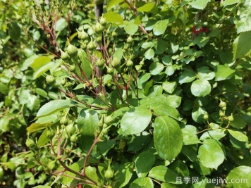 月季花苞期養(yǎng)護辦法