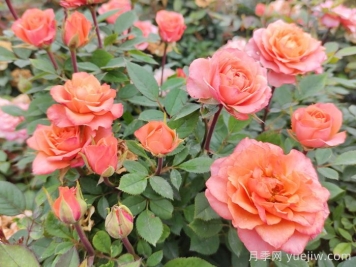 五月份月季花該如何管理？