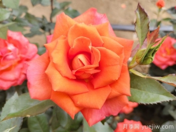 月季花種子怎么種才能苗出的快？