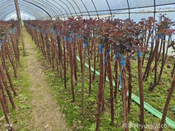嫁接樹狀月季為什么用山木香？