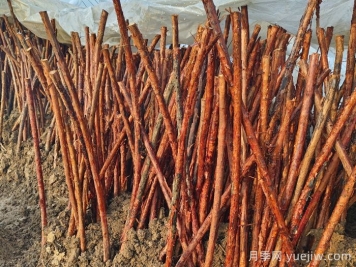 為何山木香是嫁接樹狀月季的優(yōu)良砧木？