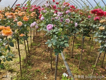 樹狀月季用什么樹嫁接？