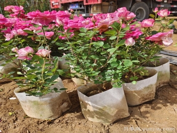 月季花期為什么有長有短？