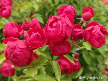東北能種月季花嗎？