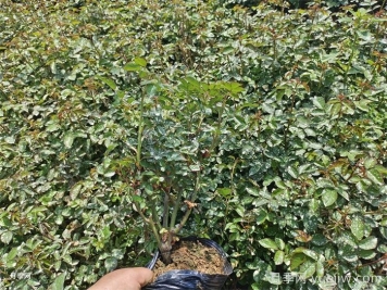 月季小苗要剪掉花苞嗎？如何多分枝
