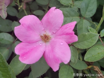 重瓣月季和單瓣月季哪個好？