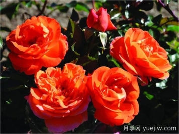 芒果陽臺月季有什么優(yōu)缺點？
