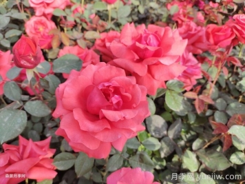 月季花在中國(guó)有哪些受歡迎的品種？