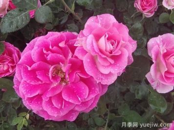月季花能抗多少度的低溫？