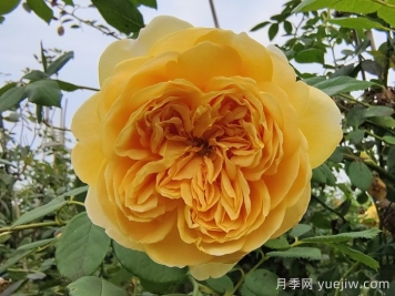 藤本月季最低能耐寒多少度？