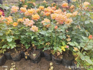 夏季如何養(yǎng)月季？夏季月季養(yǎng)護秘籍