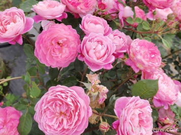 月季怎么養(yǎng)開花久？