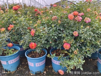 月季花白粉病如何防治？