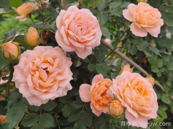怎樣使盆栽月季交替開花？通過花期調(diào)控