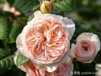 涵仙月季需要春化嗎？