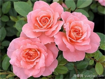 三文魚(yú)月季和珊瑚果凍月季的區(qū)別？
