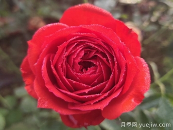 紅蘋(píng)果月季與紅色果汁月季有什么區(qū)別？