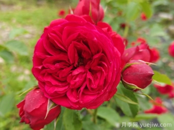 紅蘋(píng)果月季和紅舞裙月季有什么區(qū)別？