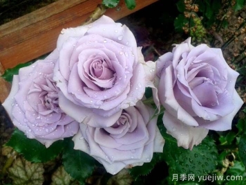 海洋之歌月季是藤本還是灌木？
