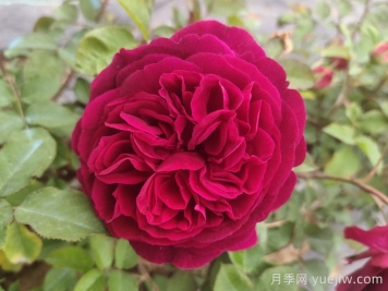 黑魚子醬月季和黑伍德月季哪個(gè)好？
