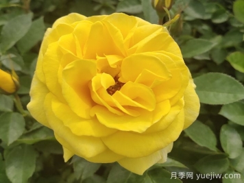 金鳳凰月季的優(yōu)缺點(diǎn)是什么？