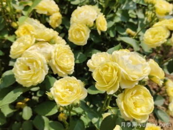 給月季花澆水時(shí)要避免澆到哪些部位？