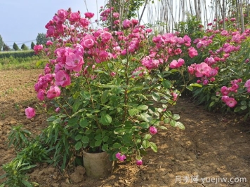 護坡可以種月季花嗎？