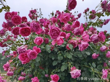 月季有紅蜘蛛用什么藥防治效果好？