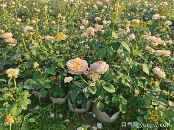 剛買來(lái)的月季葉黃脫落怎么辦？