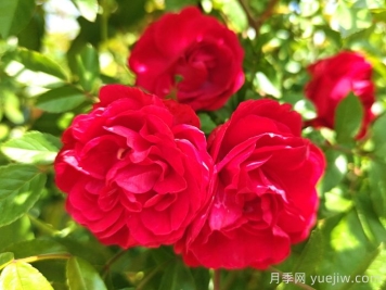 紅木香月季和夏令營月季有什么區(qū)別？