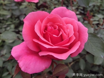 花朵直徑在15-20厘米的大花月季品種有哪些？